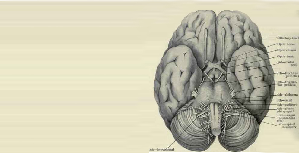 neuropsychology assessment