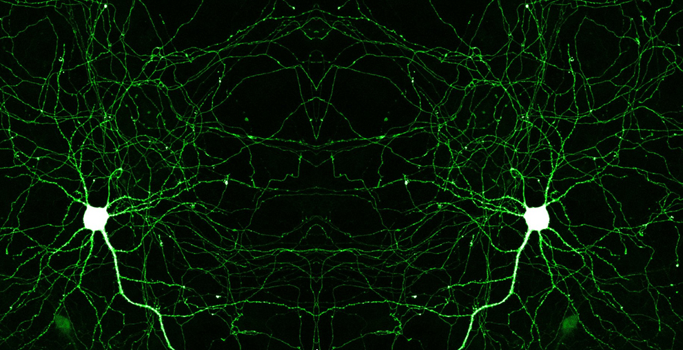 forensic neuropsychology